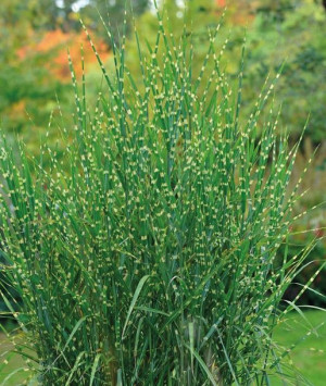 Miskant chiński Zebrinus  2L