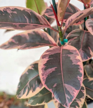Efektowny Ficus Elastica Belize Figowiec Fikus