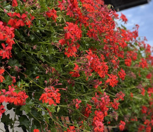 Pelargonia bluszczolistna zwisająca czerwona Pelargonium Peltatum