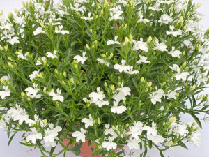 Lobelia zwisająca biała sadzonka