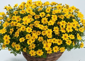 Uczep (Bidens) Złoty deszcz, sadzonki