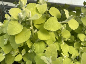 Kocanka włochata ogrodowa złota Helichrysum Gold sadzonka