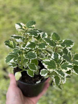 5 szt. Komarzyca (Plectranthus Variegata), sadzonki odstraszajce komary
