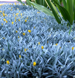 Gazania zwisająca, sadzonki