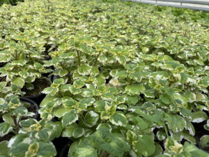 10x Komarzyca (Plectranthus Variegata), sadzonki odstraszajce komary