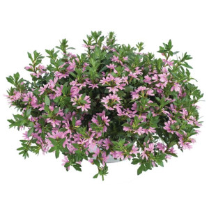 Scewola (Scaevola) różowa, sadzonka
