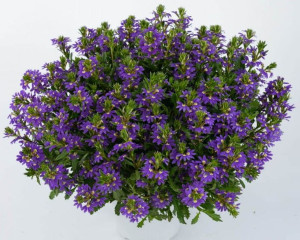Scewola (Scaevola) niebieska, sadzonka