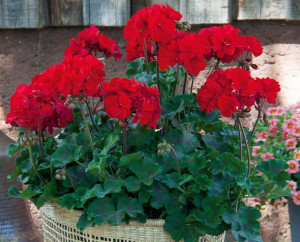 Pelargonia rabatowa kolor czerwony karminowy Pelargonium Zonale