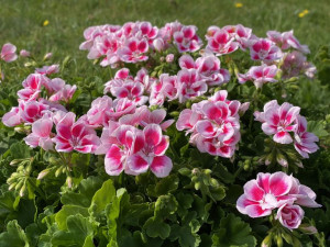 Pelargonia rabatowa Pelargonium Zonale kolor biały róż