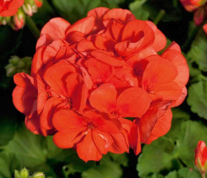 Pelargonia rabatowa kolor pomarańczowy Pelargonium Zonale Sunrise Mandarin