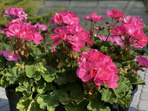 Pelargonia rabatowa kolor różowy (Pelargonium Zonale  Rosita)