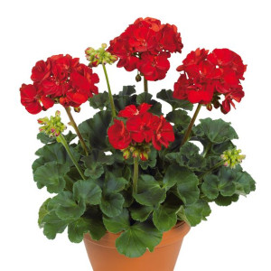 Pelargonia rabatowa czerwona (Pelargonium Zonale Victor) sadzonki