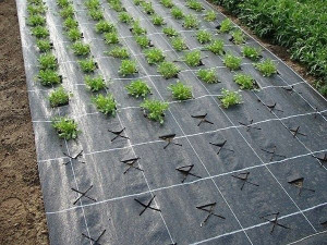 AGROTKANINA  Robkat czarny 80 x 5000 cm 90 g/m