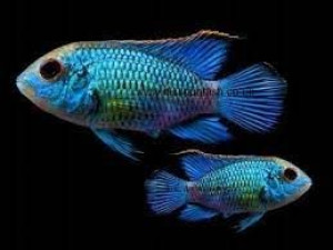 Akara electric blue 3 cm