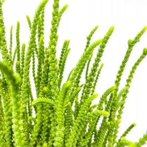 Crassula Lycopodioides Harmony in Green Grubosz