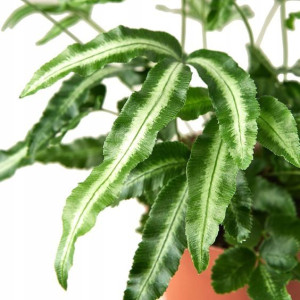 Paproć Pteris Cretica Albolineata Orliczka Paprotk