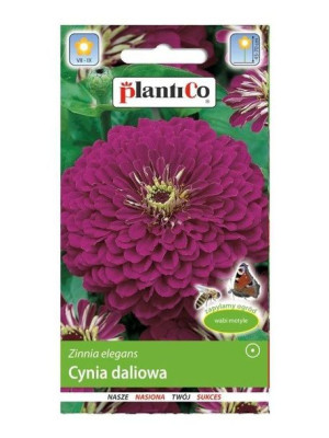 Plantico Nasiona Cynia Daliowa Fioletowa 1g
