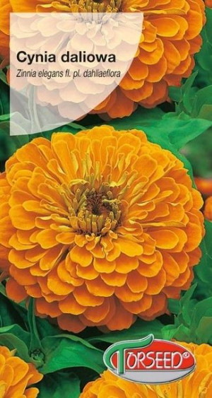 Torseed Nasiona Cynia Daliowa Pomarańczowa Orys 1g