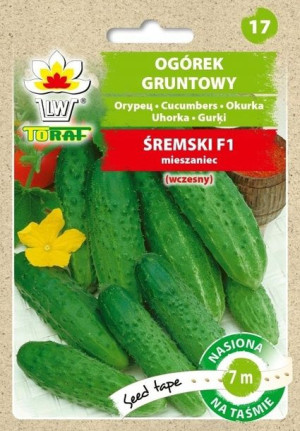 Ogórek gruntowy Śremski F1 TAŚMA 7M JAKOŚĆ TORAF