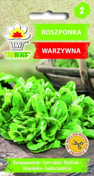 Roszponka warzywna Verte De Cambrai nasiona 1g