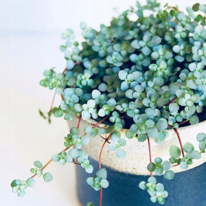 Pilea Greyzy - Ładne Drobne Srebrzyste Liście