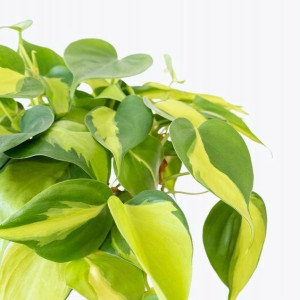 Philodendron Brazil Scandens Filodendron Pnący