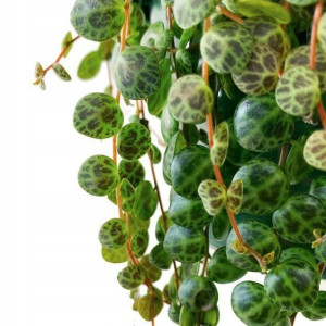 Peperomia Prostata Roślina Zwisająca Wisząca Las