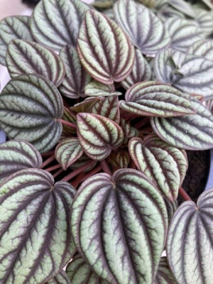 Peperomia Piccolo Banda Albovittata Srebrne Liście