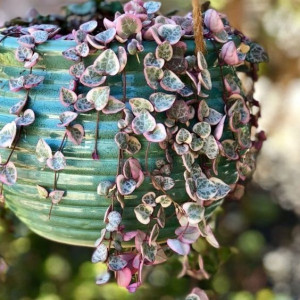 Ceropegia Woodii Variegata Różowe Liście Serca
