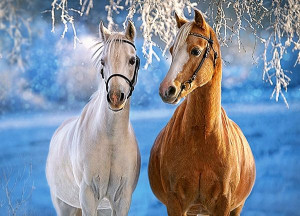 CASTORLAND Puzzle 260 elementów The winter Horses - Zimowe konie 8+