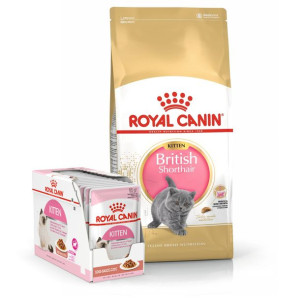 Royal Canin KITTEN BRITISH 10 kg + saszetki 12x85g