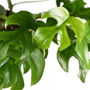 Monstera Minima Philodendron Rhaphidophora