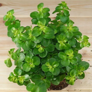 Peperomia Rotundifolia Koniczynka Łatwa Uprawa