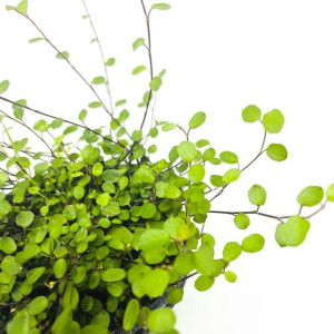 Muehlenbeckia Complexa Mulenbekia Duża Roślina