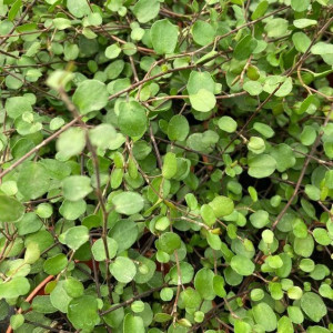 Muehlenbeckia Complexa Mulenbekia