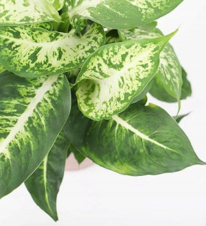 Dieffenbachia Maculata Compacta Ozdobne Liście