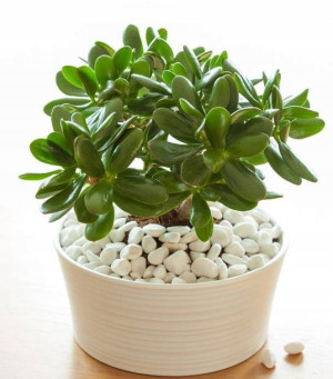 Crassula Ovata Grubosz Drzewko Las w Słoiku