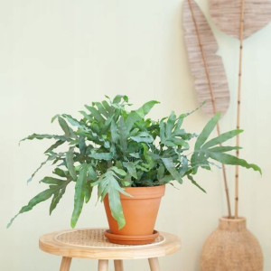 Phlebodium Aureum Blue Star Piękna Paproć