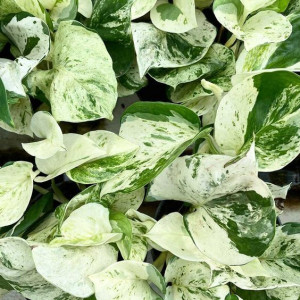 Epipremnum Happy Leaf Ozdobne Liście Roślina