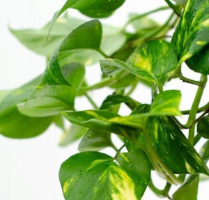 Epipremnum Aureum Piękne Pnącze Złociste Duża