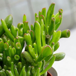 Crassula Ovata Hobbit Grubosz Uszy Shreka Sukulent