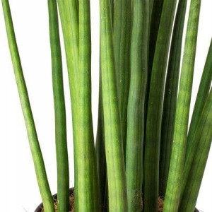 Sansewieria Cylindryczna Sansevieria Wężownica