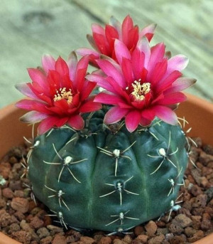 Gymnocalycium Baldianum Kaktus Pajęczy Kwiaty