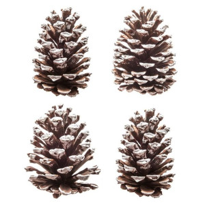 Szyszki naturalne (4szt) DPDN-066 Dalprint