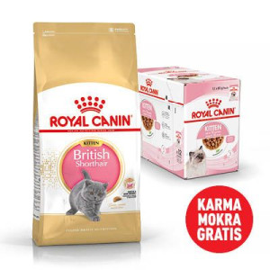 ROYAL CANIN British Shorthair Kitten 10kg karma sucha dla kociąt, do 12 mie