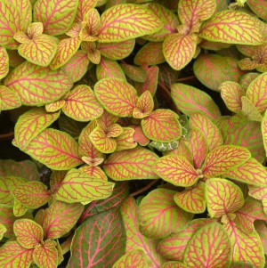Fittonia Mosaic Skeleton Różowe Nerwy Las w Słoiku