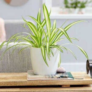 Chlorophytum Comosum Variegatum Gęsta Roślina