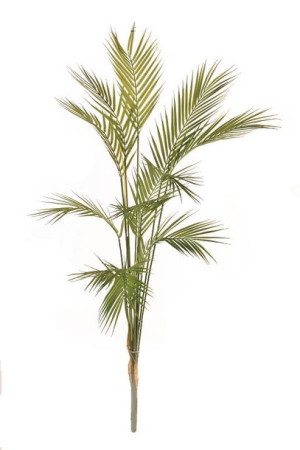 Palma AREKA 125cm