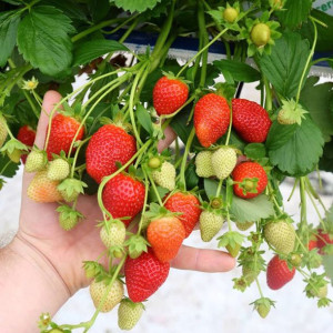 Truskawka Ostara Powtarzająca Owocowanie Pnąca