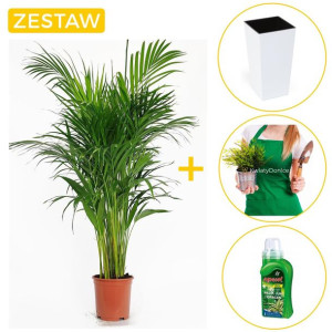 Gotowy zestaw Palma areka w dedykowanej donicy + Nawóz